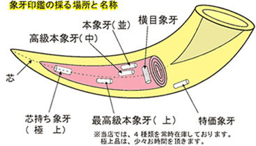 象牙印鑑の採る場所と名称