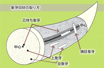 象牙印材の取り方